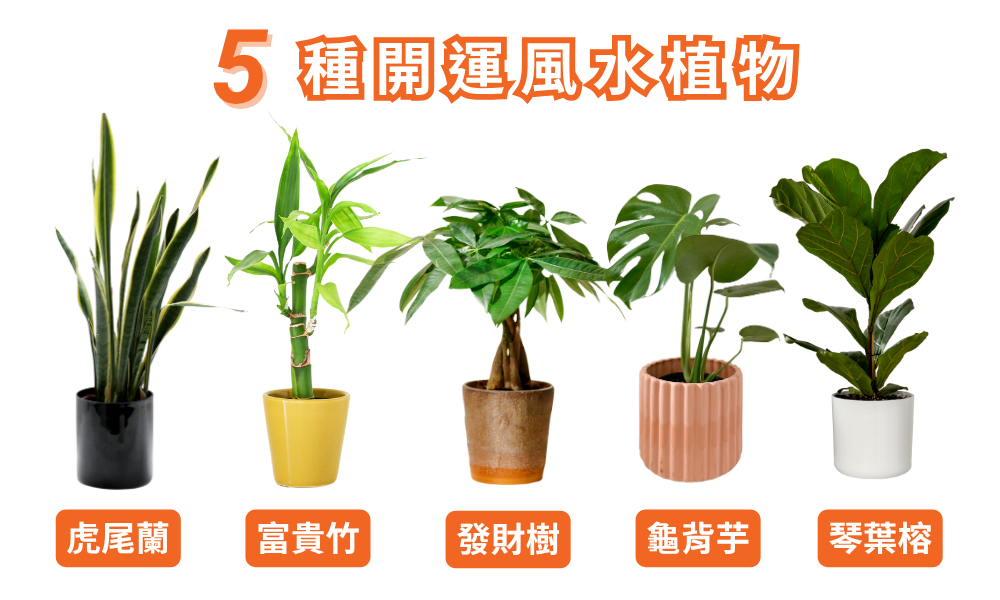 Lalamove_5種開運風水植物