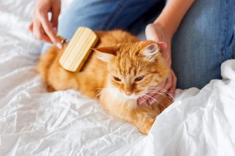 3-cat-grooming