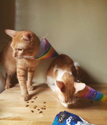 8-cat-party