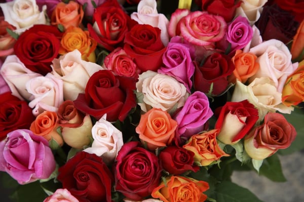 A myriad of roses colours