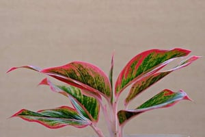 Aglaonema
