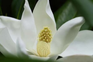 Bunga Magnolia