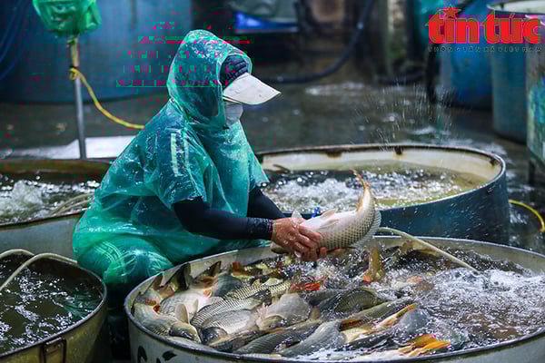 Chợ cá yên Sở báo Tin Tức