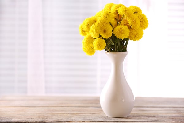 Chrysanthemum