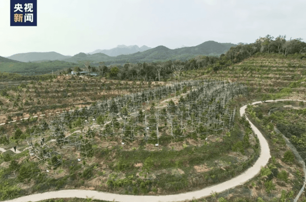 Durian orchard in Hainan