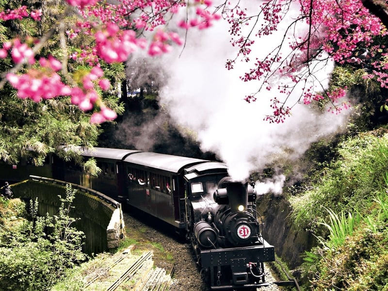 阿里山櫻花季蒸汽火車