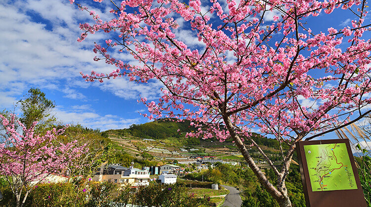 阿里山櫻花季