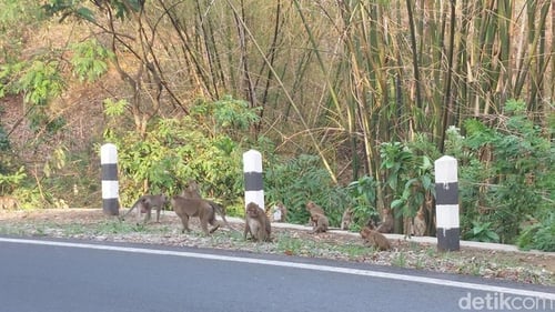 Hutan Kera Plangon