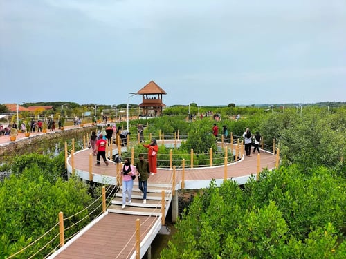 Hutan Mangrove Ketapang
