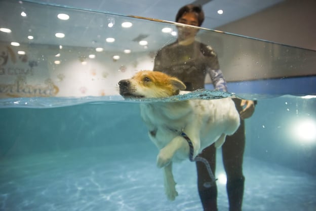 LalamoveBlog_June_02_Indoor Swimming Pool.jpg