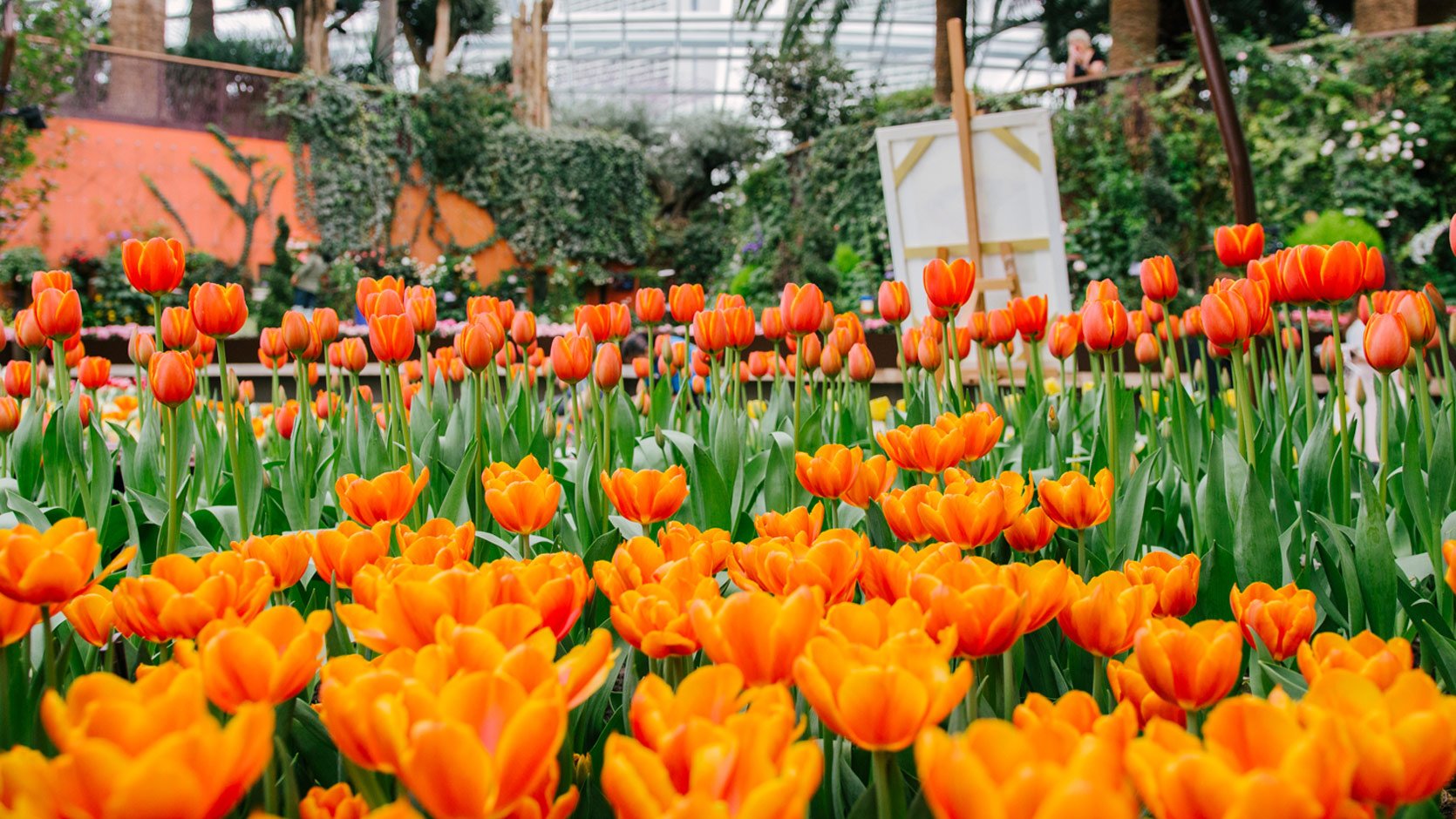 Tulipmania_carousel1-1670x940.jpg