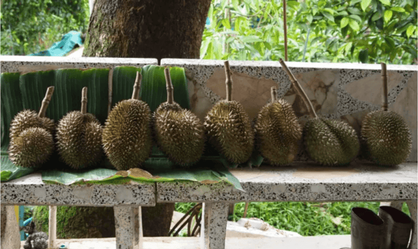 Kanyao durian
