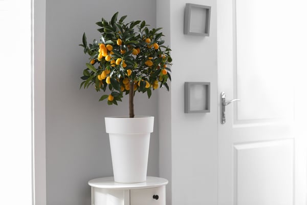 Kumquat Tree