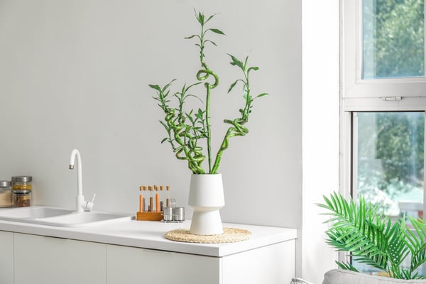Lucky Bamboo