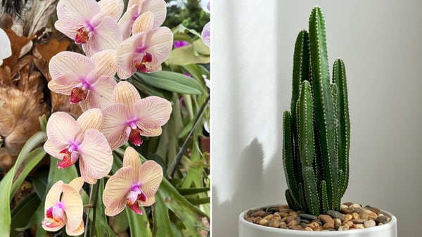 Lucky Flowers