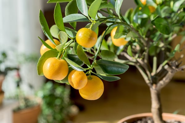 Mandarin Orange Tree