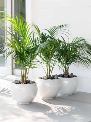 Pohon Palm