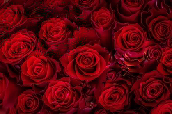 Roses for Valentines Day