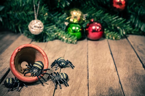 Spiders decorating a Christmas tree