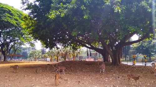 Taman Rusa Kemang Pratama