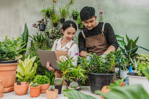 Tips Membuat Lahan Kosong Menjadi Taman Minimalis Modern  tanaman tumbuhan