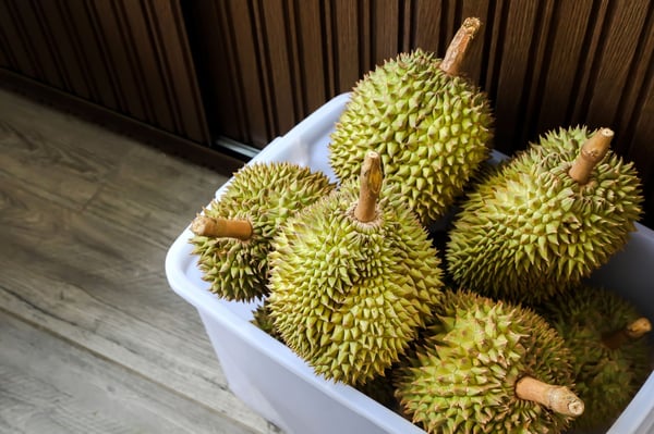 beberapa biji durian dalam bekas yang boleh ditutup dan kedap udara