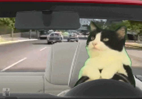 cat driving