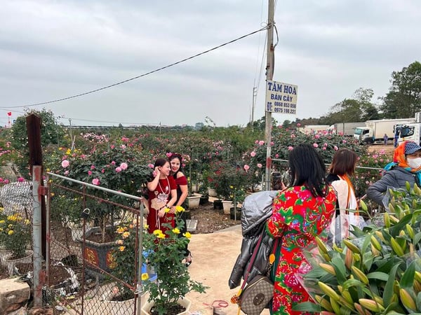 cho-hoa-me-linh-dip-tet-2026