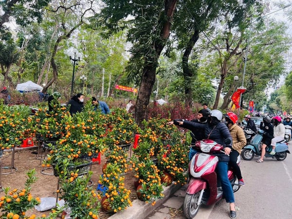 cho-hoa-tet-ha-noi-2026-06