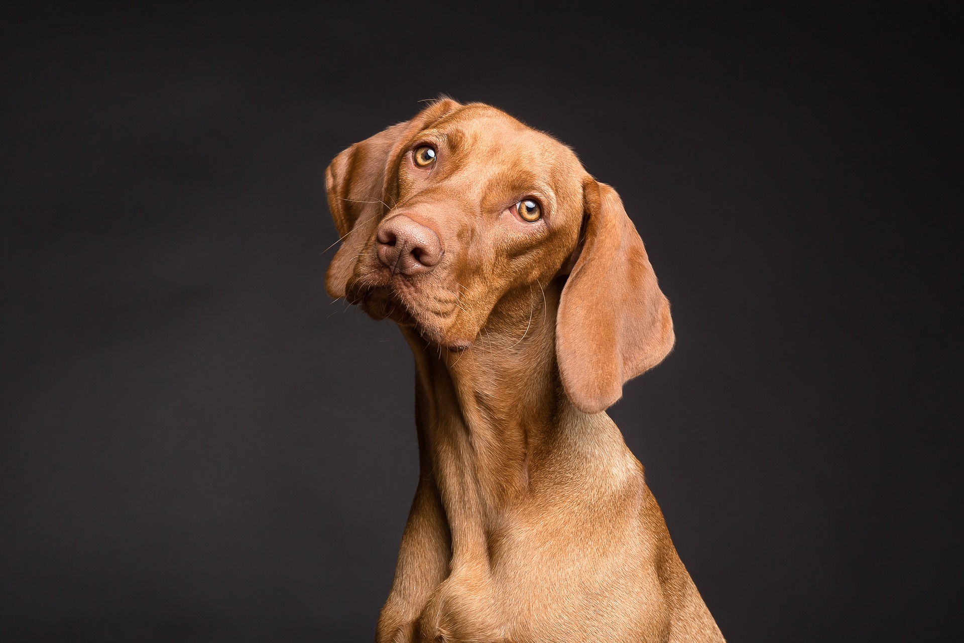 dog-3277416_1920