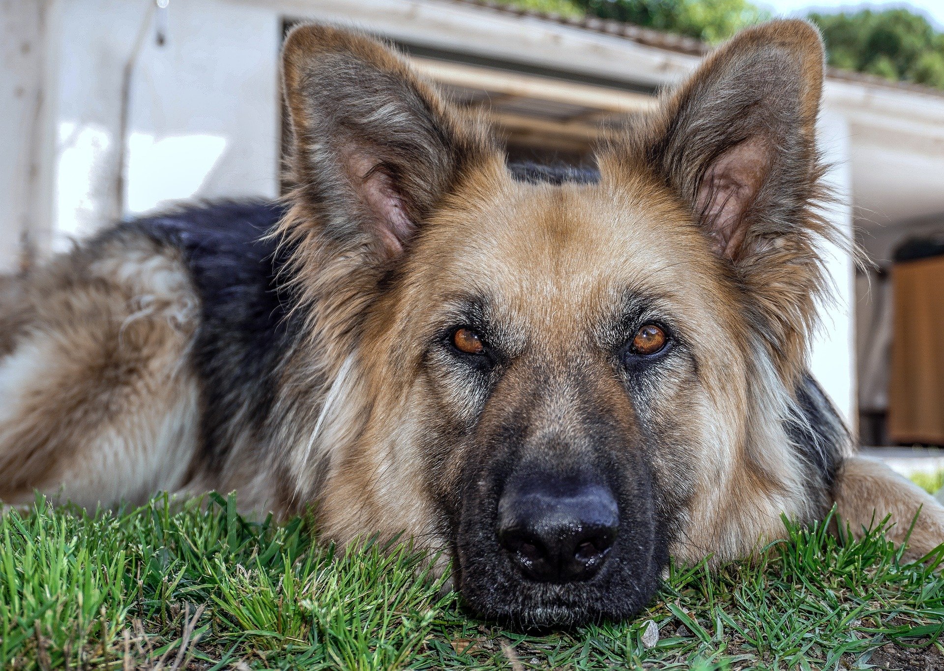 dog-3428575_1920