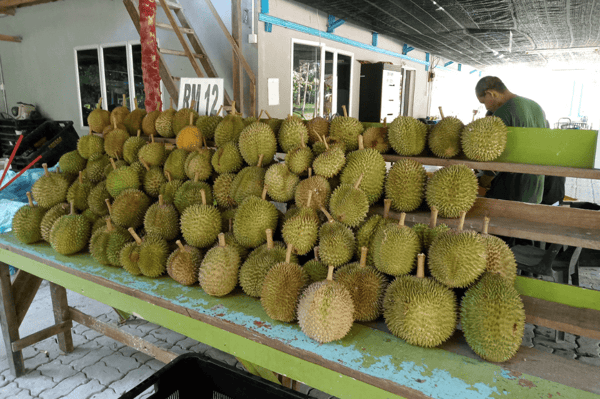 dusun durian landak