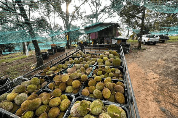 melaka aiman durian