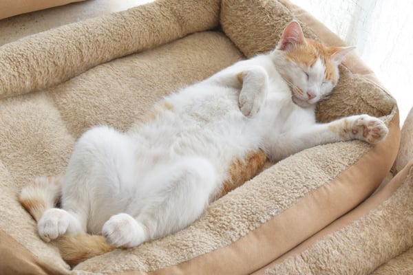 pet bed