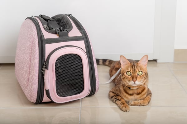 pet carrier