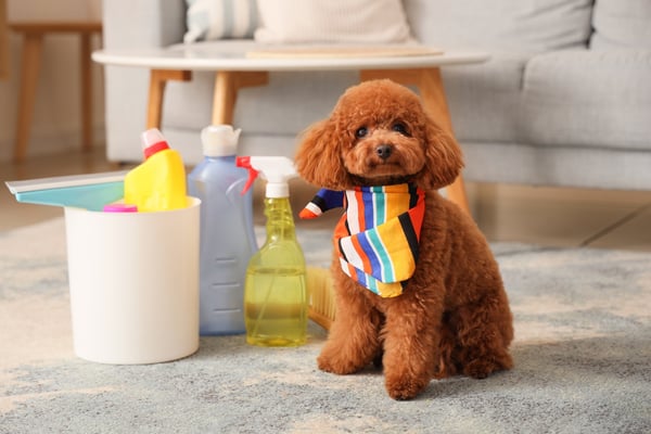 pet cleaning supplies