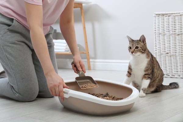 pet litter box