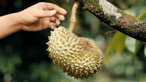 picking durian