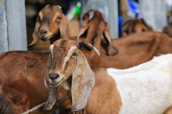 seekor kambing pada hari raya haji aidil adha