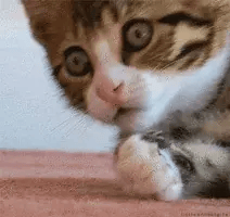 shocking cat-1