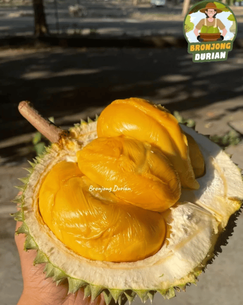 Bronjong Durian