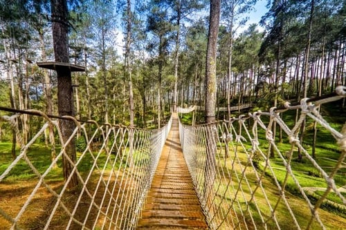 Orchid Forest Cikole