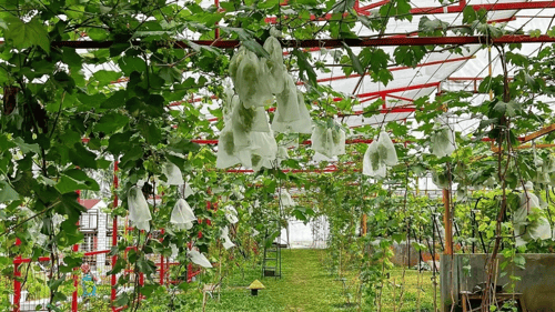 Gamma Grape Experience (Cottage)