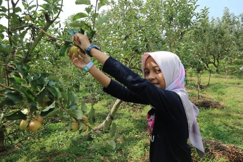 Agrowisata Petik Apel Mandiri