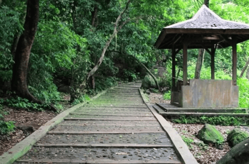 Hutan Kera Plangon
