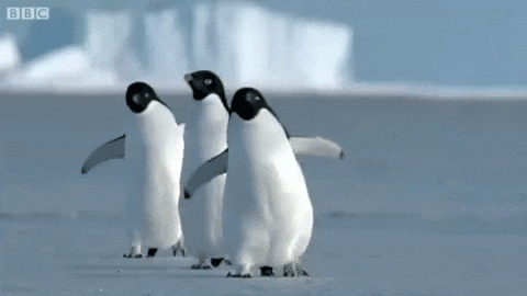 walking penguin